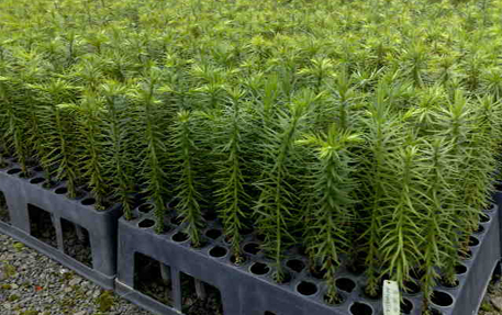 Mudas de araucaria