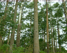 Reflorestamento de eucaliptus