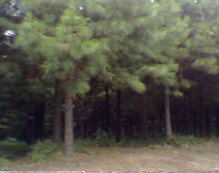 Reflorestamento do Pinus
