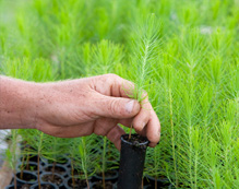 Mudas de pinus